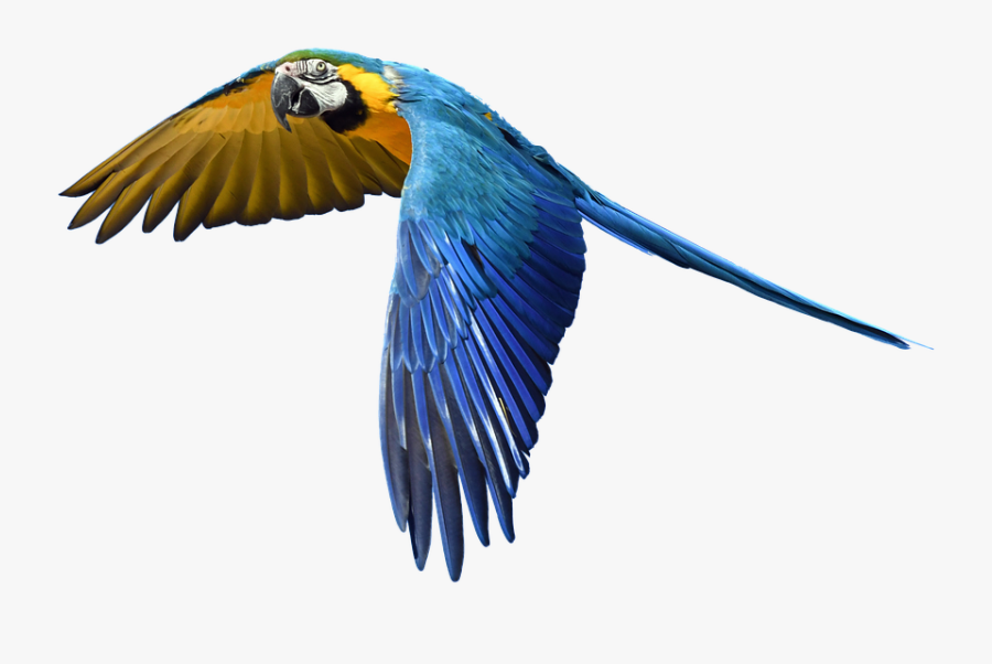Free Photo Fly Flight Colorful Isolated Parrot - Transparent Background Flying Parrot Png, Transparent Clipart
