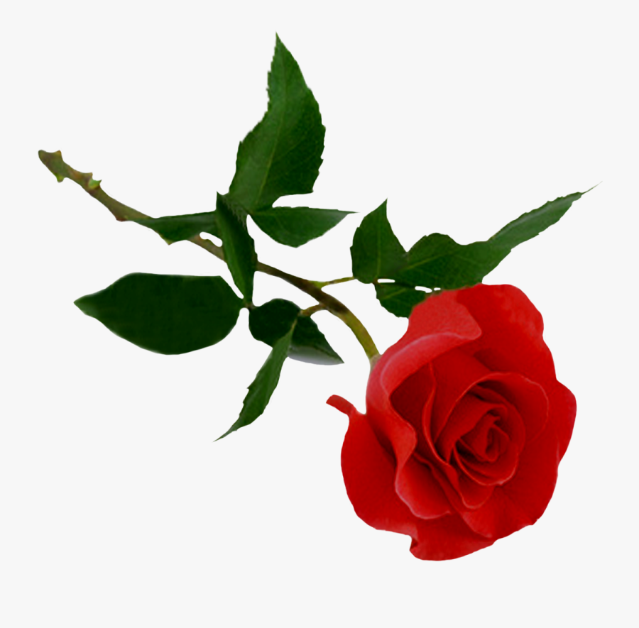 High Quality Rose Cliparts For Free - Transparent Background Rose Clipart, Transparent Clipart
