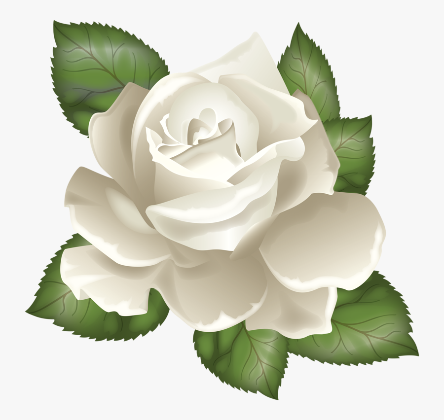 White Rose Vector Png, Transparent Clipart