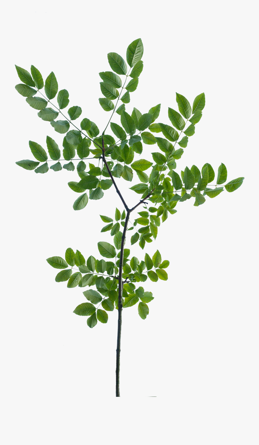 Branch Texture Png - Oak Tree Branch Texture , Free Transparent Clipart