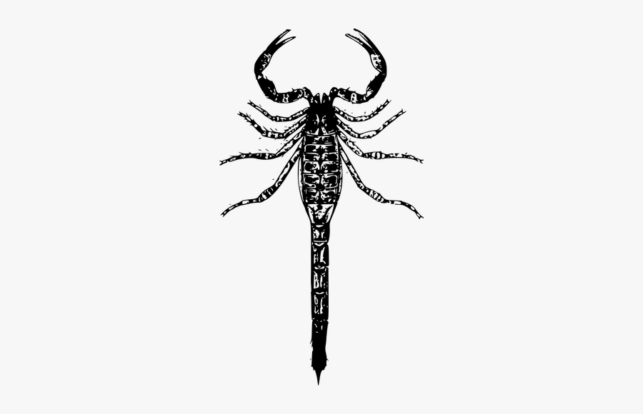Basic Scorpion Vector Image - Sting Scorpion Logo Png, Transparent Clipart