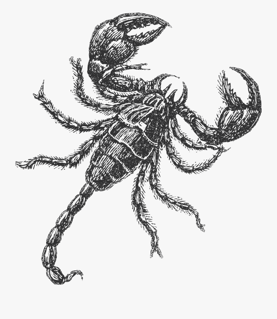 Menu Drawing- - Insectos Sketch, Transparent Clipart