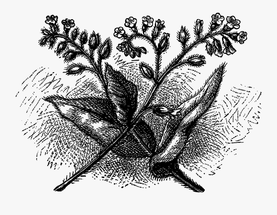 Drawing, Transparent Clipart