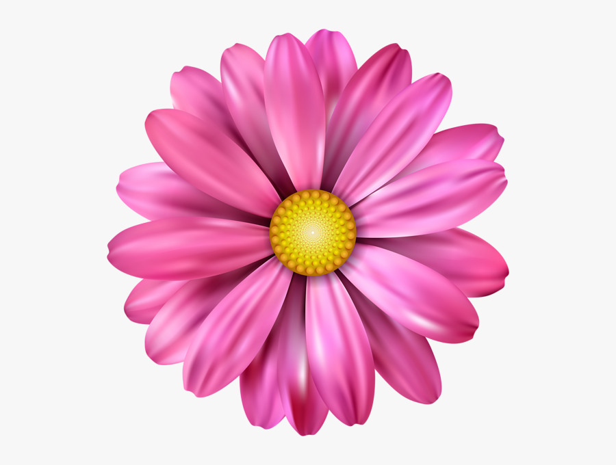 Pink Flower Transparent Image - Pink Daisy, Transparent Clipart