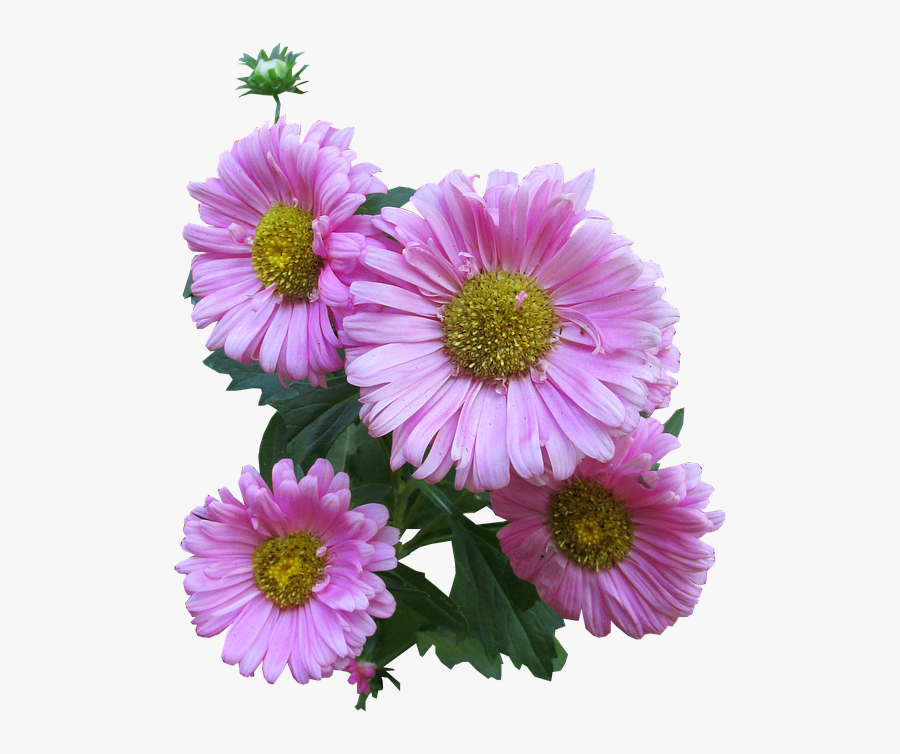 Pink Daisy Clipart 17, Buy Clip Art - Daisy Flowers Seamless Transparent, Transparent Clipart