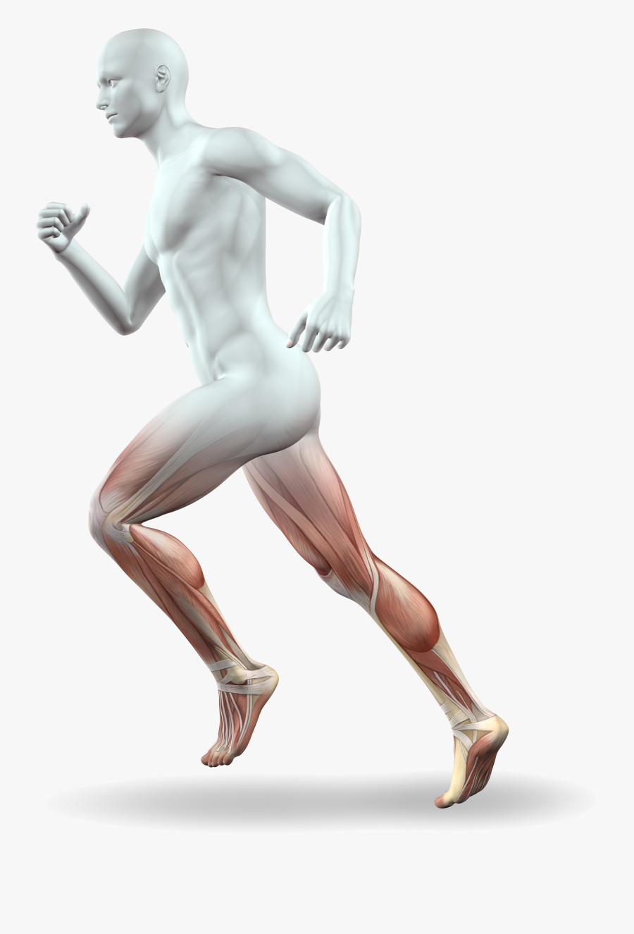 Legs Png Running - Running Muscles Leg, Transparent Clipart