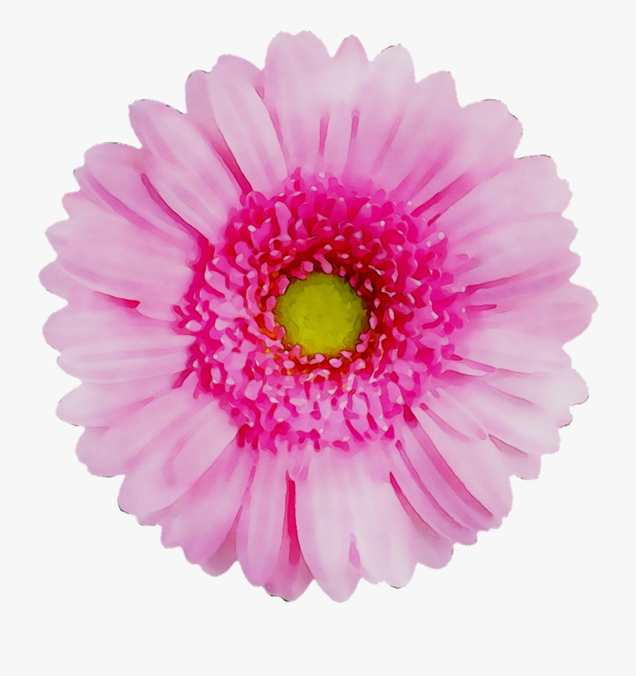 Flower Yellow Transvaal Chrysanthemum Daisy Red Clipart - Flower W Transparent Background, Transparent Clipart