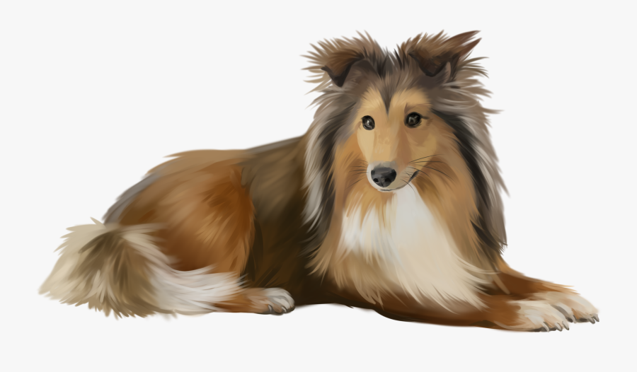 Sheltie Watercolor Illustration , Free Transparent Clipart - ClipartKey