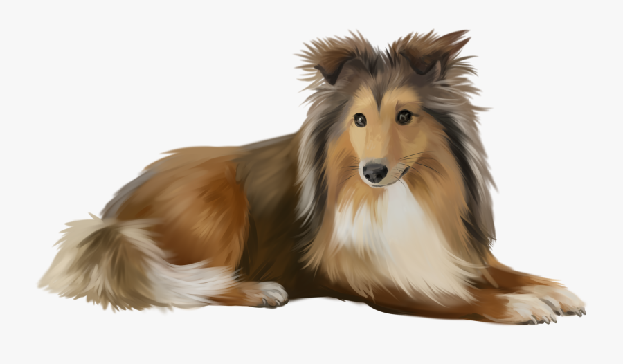 Sheltie Watercolor Illustration, Transparent Clipart