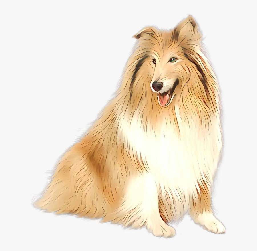 Rough Collie Sheltie Icelandic Sheepdog Dog Breed Scotch - Shetland Sheepdog, Transparent Clipart
