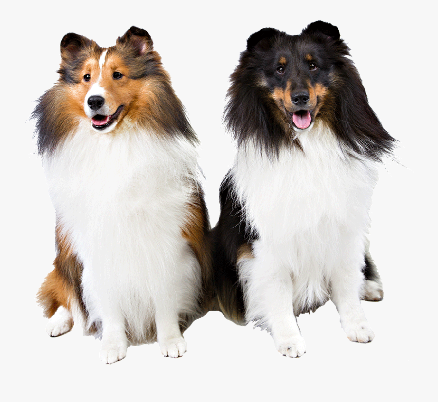 Clip Art Shetland Sheepdog Dog Breed - Shetland Sheepdog Transparent Background, Transparent Clipart
