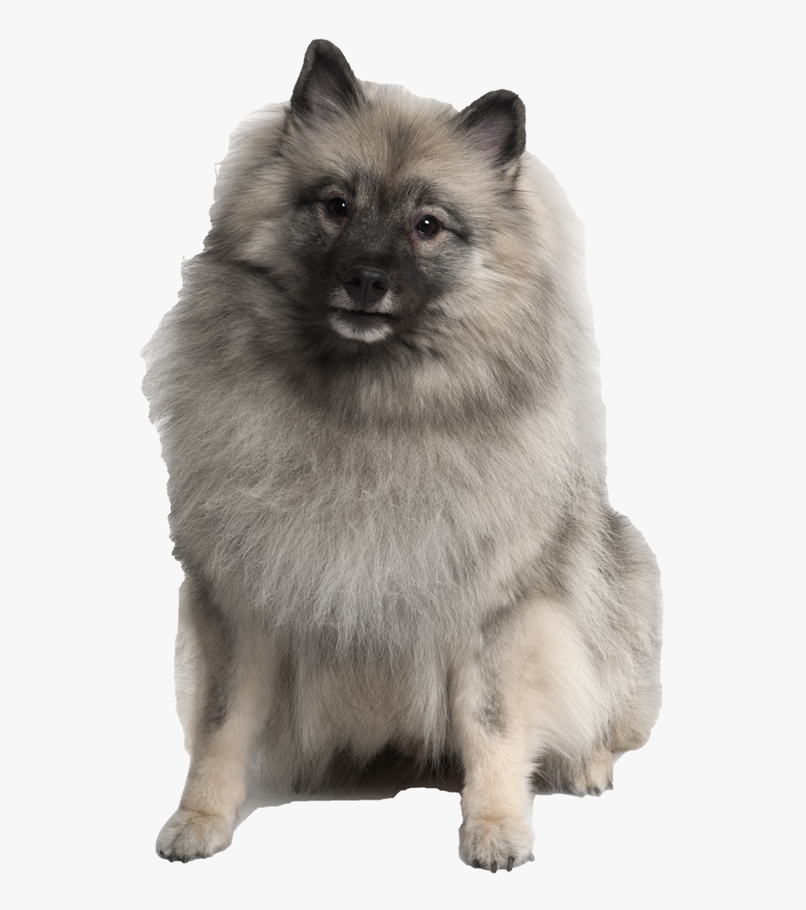 Keeshond Haircut - Picture - Keeshonds Puppies, Transparent Clipart