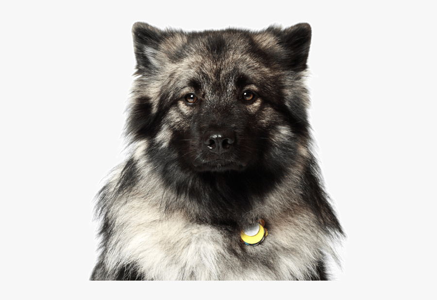 Keeshond Mix - Picture - Keeshond German Shepherd Mix, Transparent Clipart