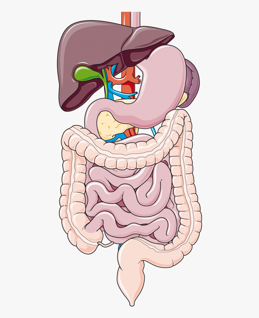 Barriers In Oral Drug Delivery, Transparent Clipart