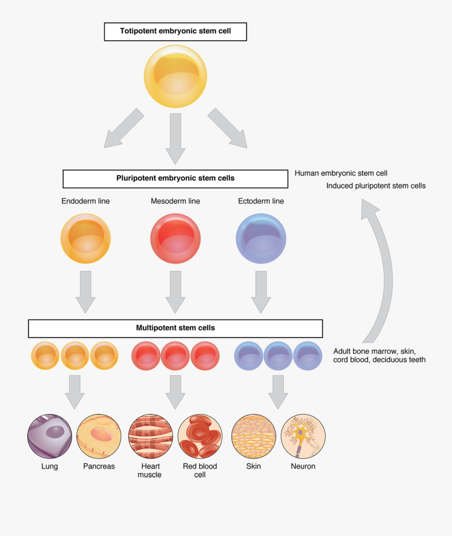 Picture - Types Of Stem Cells, Transparent Clipart