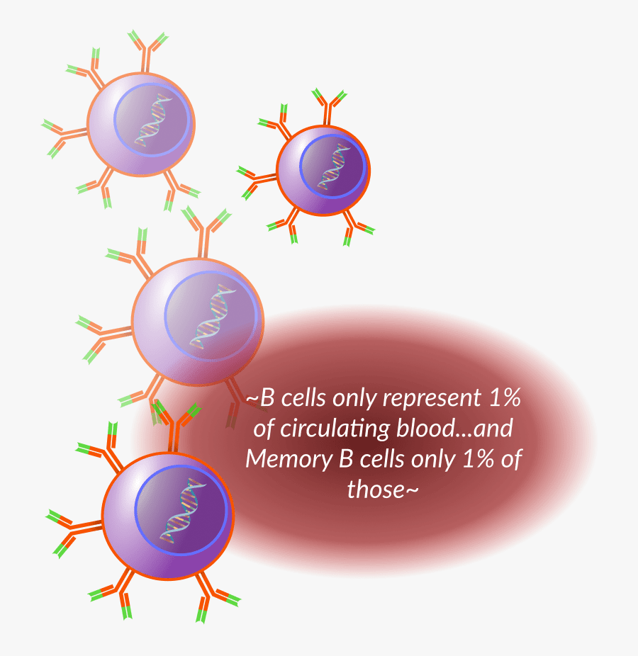 Circle, Transparent Clipart