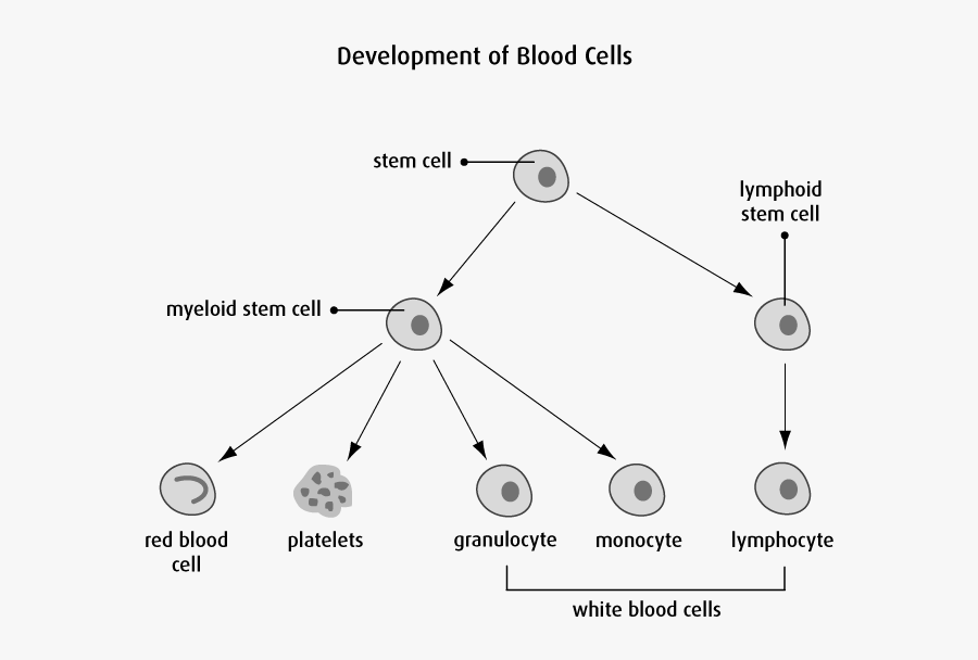 Cellules Myéloides Et Lymphoides, Transparent Clipart