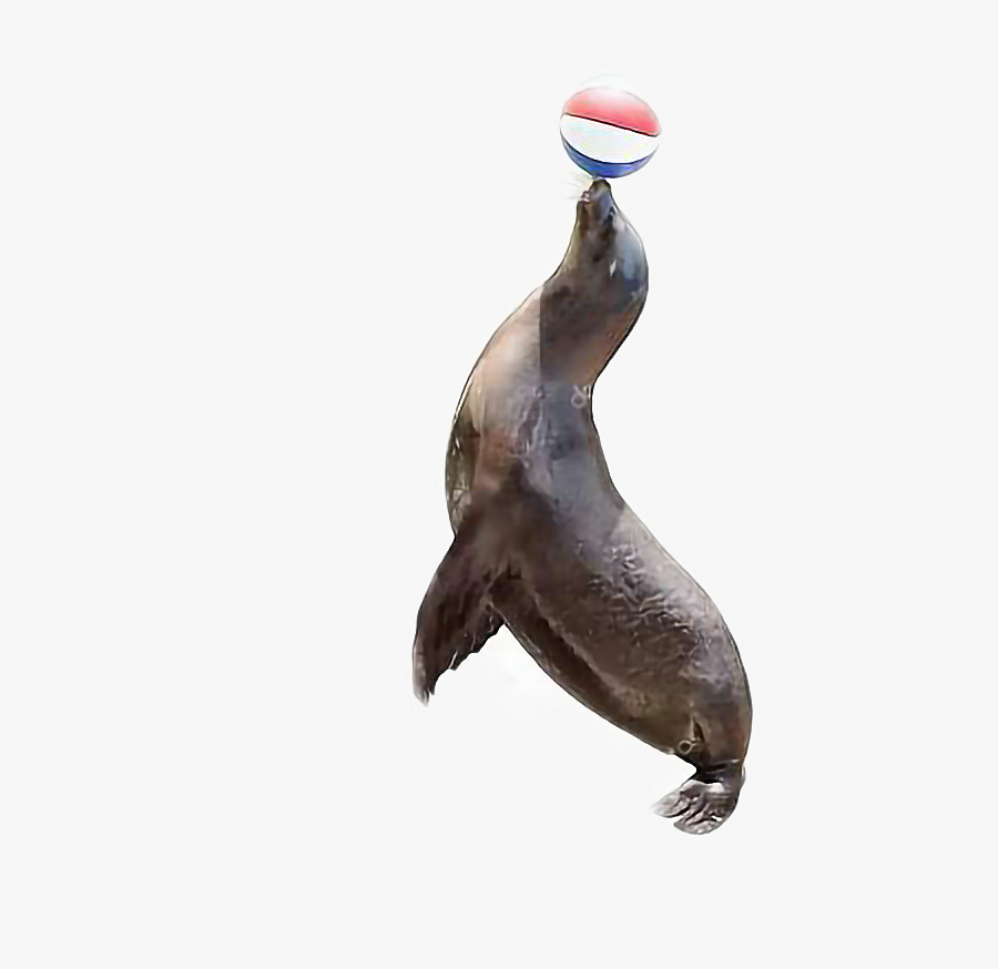 #animals #foca #bola #futbol #equilibrium #circus - Foca Com Bola, Transparent Clipart
