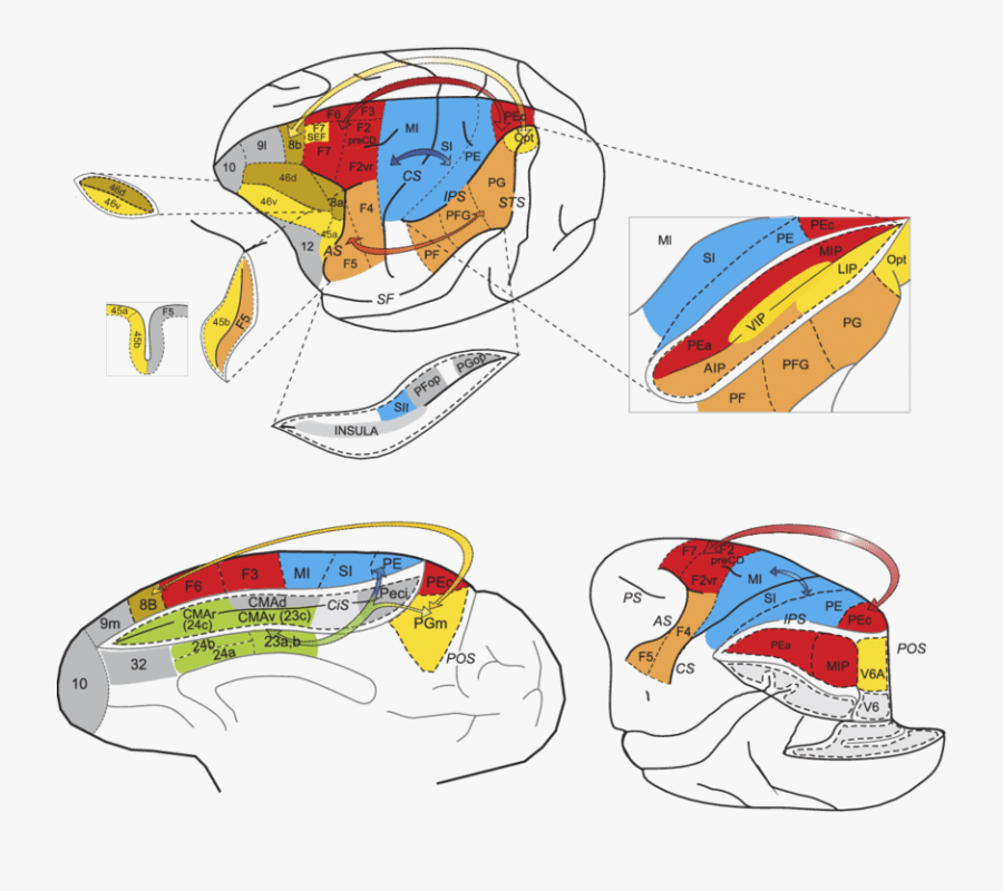 Clip Art Gross Of Parietal And, Transparent Clipart