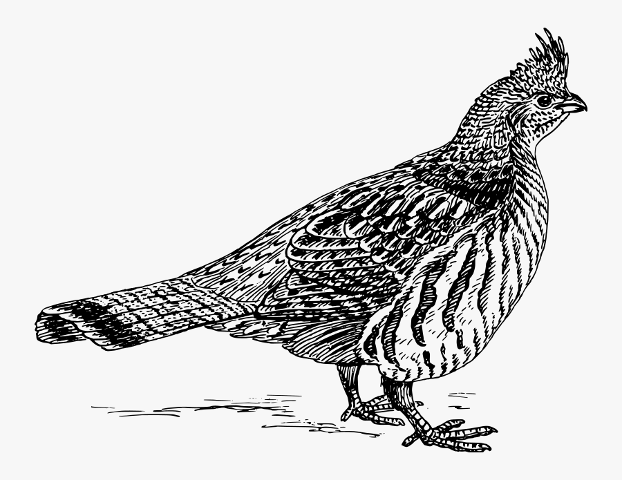 Free Vector Grouse - Ruffed Grouse Clipart, Transparent Clipart