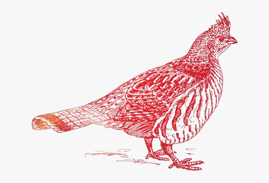 Ruffed Grouse Bird Png Clipart Image For Download - Grouse Png, Transparent Clipart