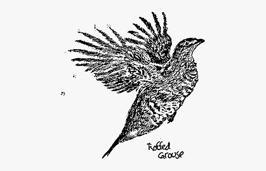 Ruffled Grouse Wings - Grouse Clipart, Transparent Clipart