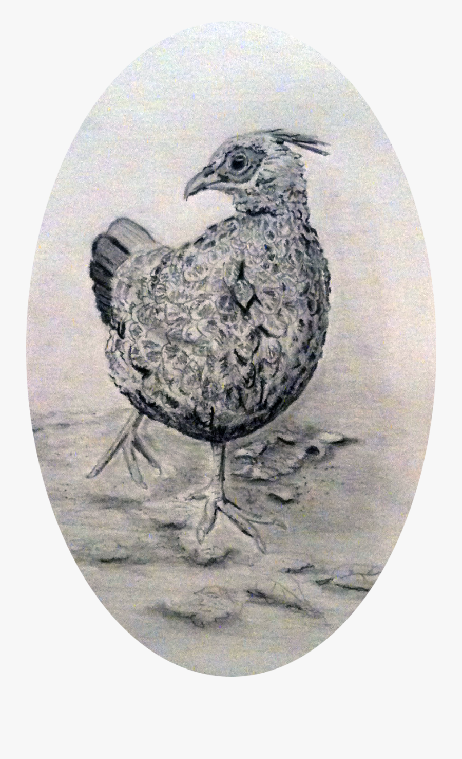 Ruffed Grouse, Transparent Clipart