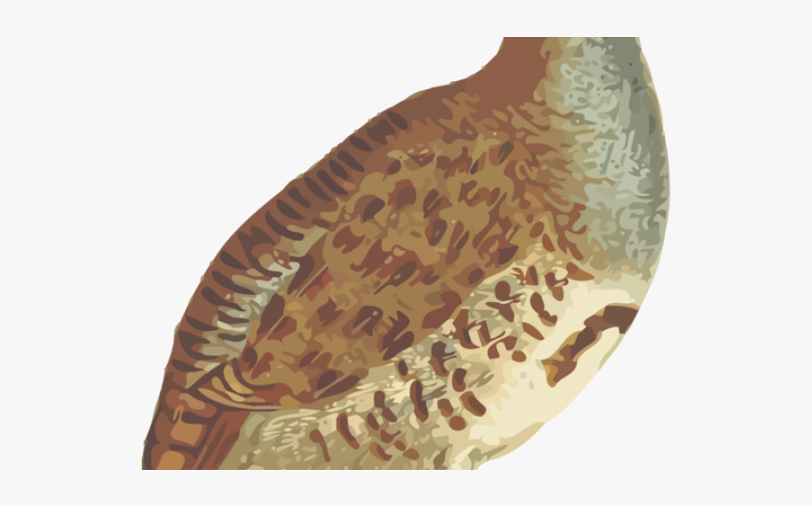 Partridge Png, Transparent Clipart