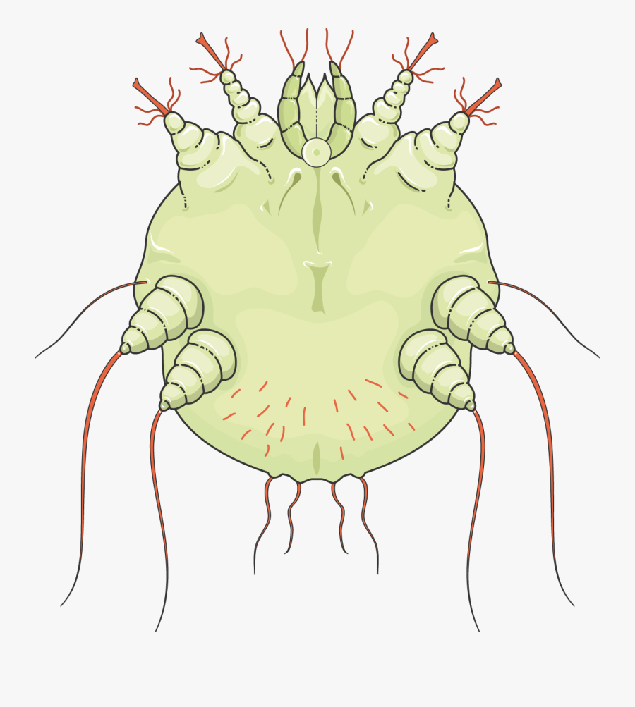 Gale - Illustration, Transparent Clipart