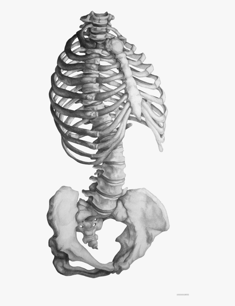 Clip Art Skeleton Sketches - Skeleton Torso Drawing, Transparent Clipart