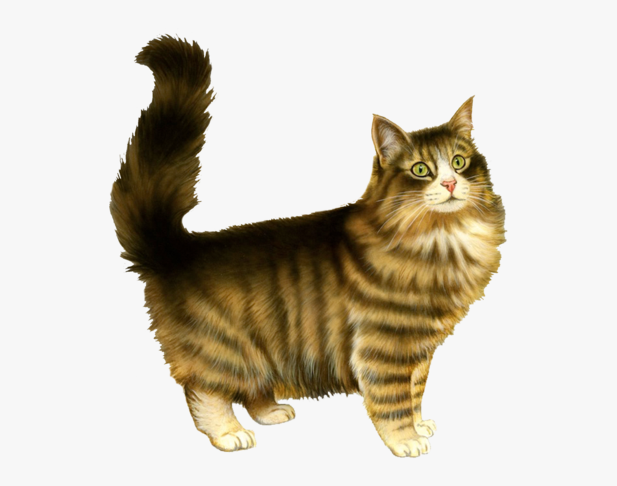 Cat Png - Cat Valentine Card Meme, Transparent Clipart