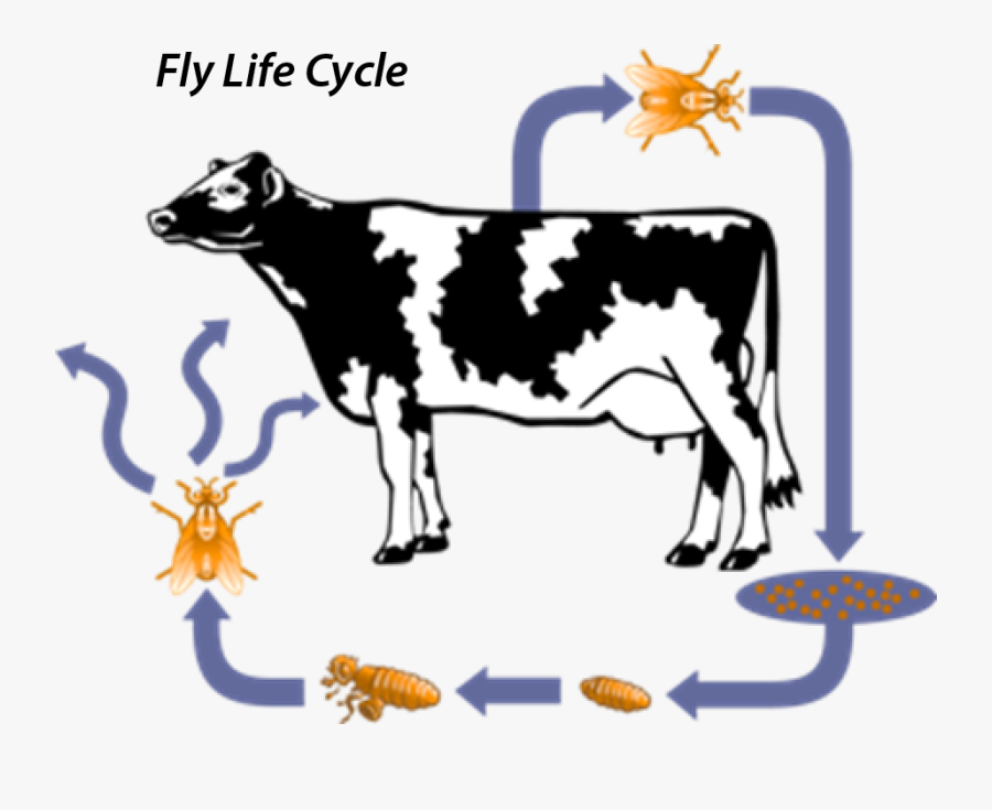 Transparent Dairy Cow Png - Life Cy Le Of Cow, Transparent Clipart