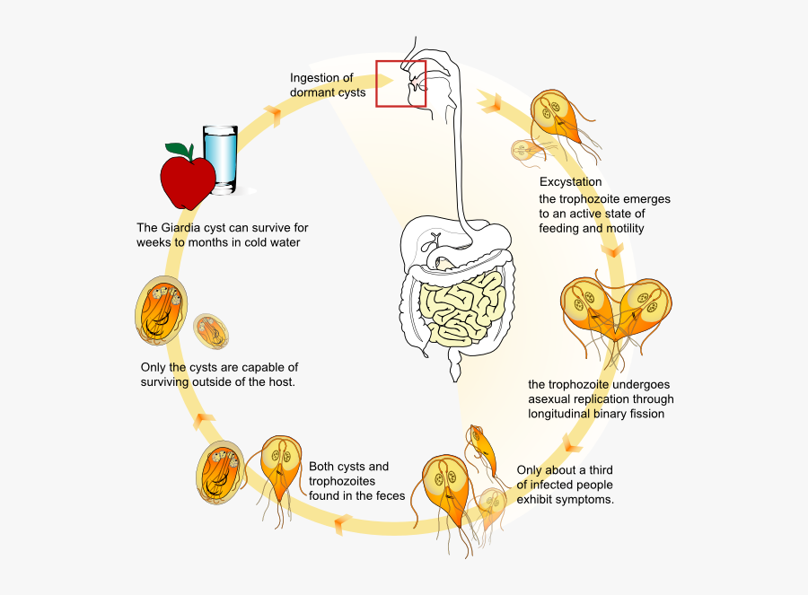Giardia En Clip Art - Vector Of Giardiasis, Transparent Clipart