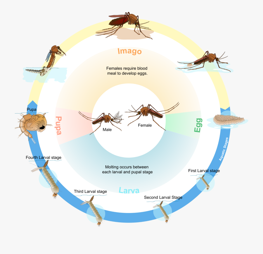 Life Cycle Of Culex Mosquito, Transparent Clipart