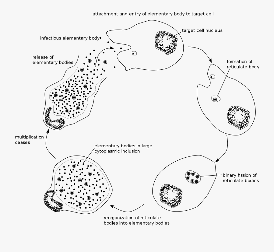 Clip Art Chlamydia Life Cycle - Mycoplasma Hominis Life Cycle, Transparent Clipart