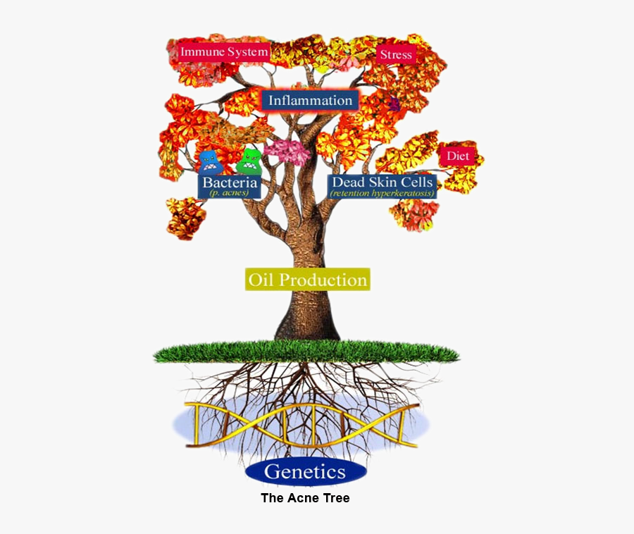 Skin Clipart Upper Body - Acne, Transparent Clipart