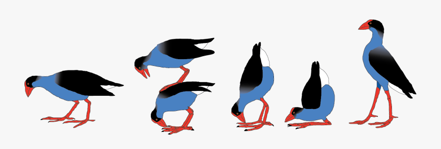 Seabird, Transparent Clipart