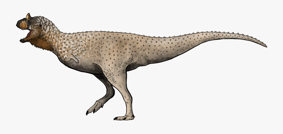 Clip Art Tyrannosaurus Coelophysis Velociraptor Kingdom - Prehistoric Kingdom Carnotaurus, Transparent Clipart