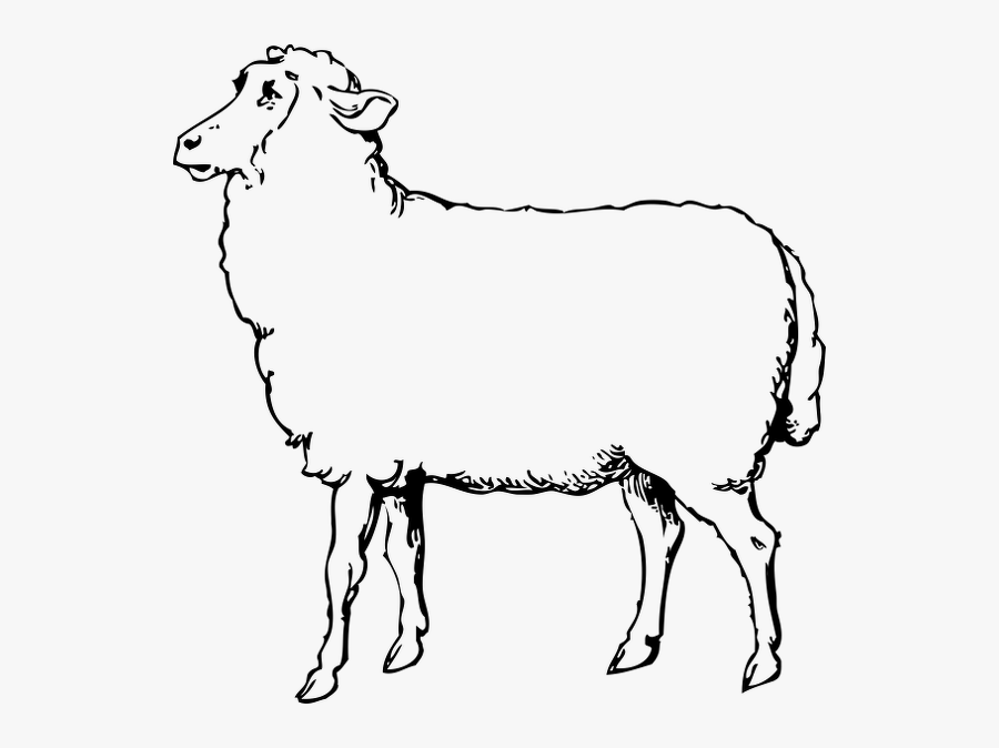 Black White Sheep - Sheep Images Black And White, Transparent Clipart