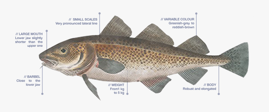 Clip Art Bacalao Fish - Characteristics Of Cod, Transparent Clipart