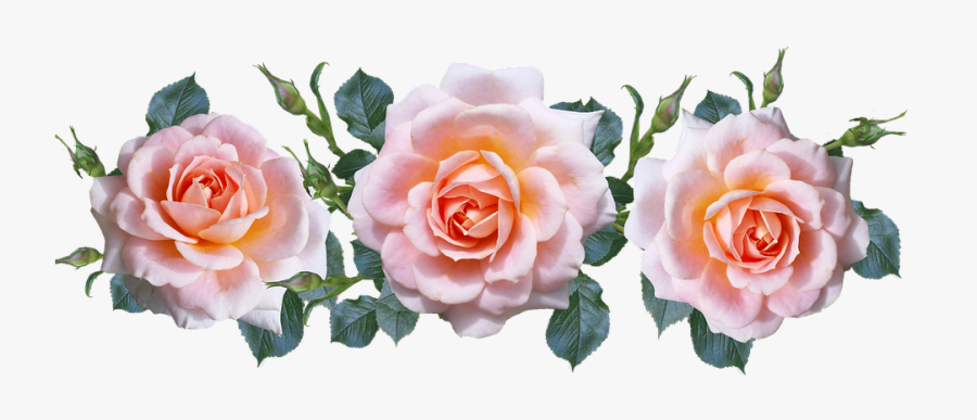 Roses, Pink, Arrangement, Cut Out - Pink Roses Cut Out, Transparent Clipart