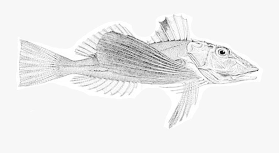 Seafood Drawing Scientific - Perch, Transparent Clipart