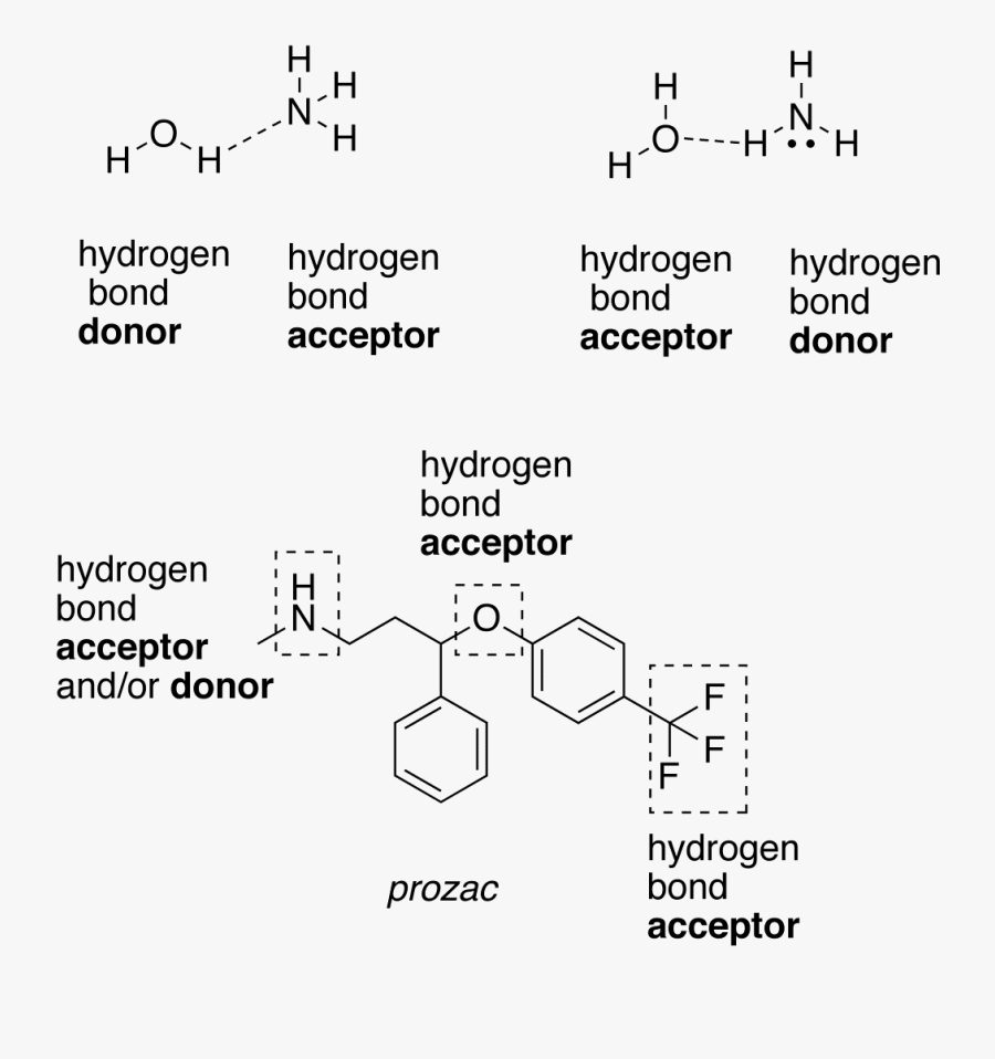 Transparent Water Molecule Png - Hydrogen Bond Donor, Transparent Clipart
