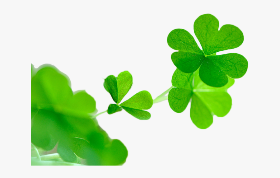 Shamrock, Transparent Clipart