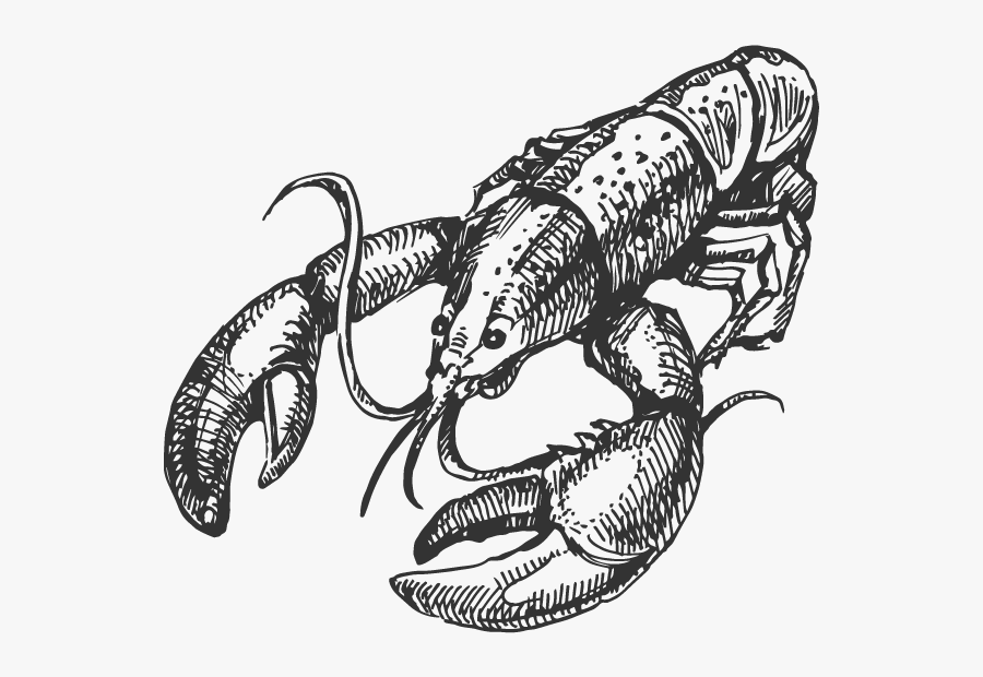 Seafood Drawing Lobster Maine - Poorboy's Cajun Kitchen, Transparent Clipart