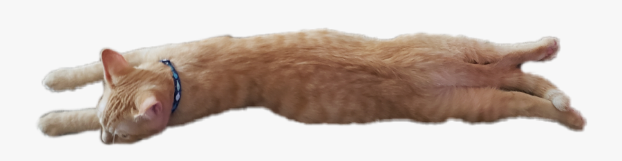 Fish, Transparent Clipart