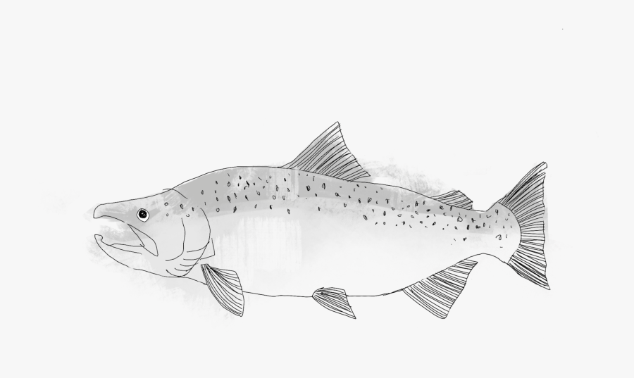 Seafood Drawing King Prawn - Brown Trout, Transparent Clipart