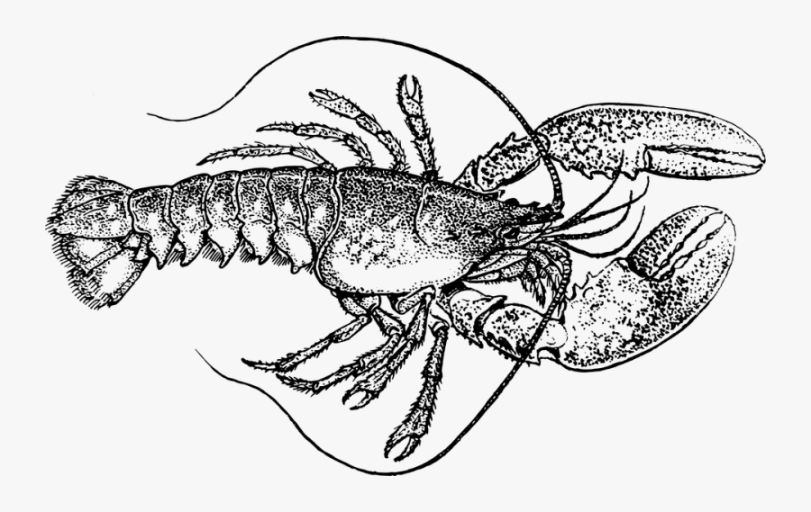 Crawfish Clipart Black And White - Lobster Black And White, Transparent Clipart