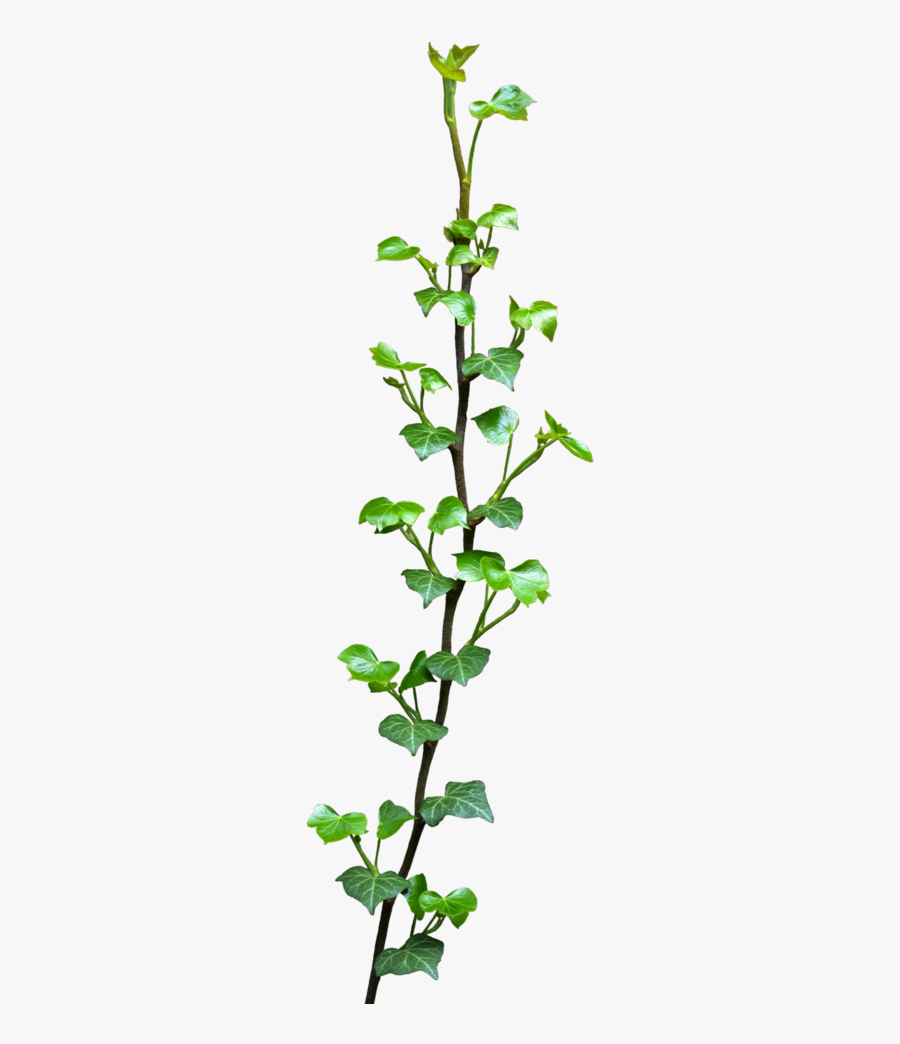 #plant #tree #nature #hanging Plant #creeper #creepers - Enredadera Png, Transparent Clipart