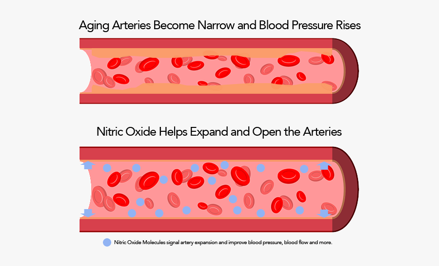 Blood Vessel Clear Background, Transparent Clipart